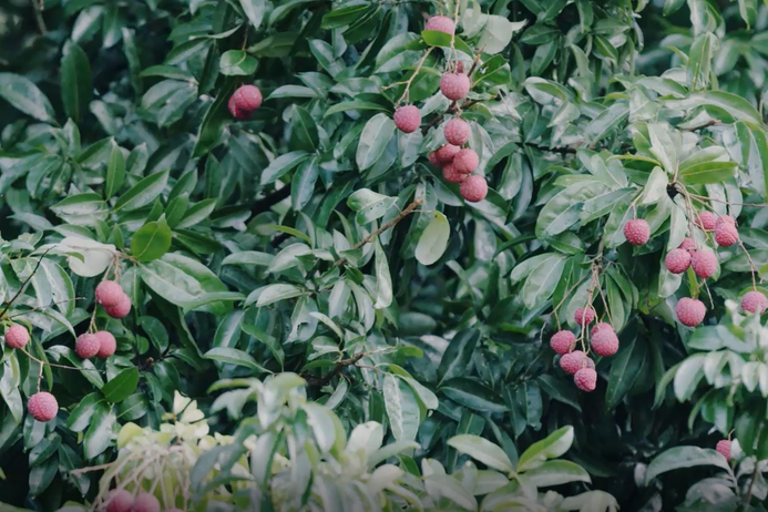 荔枝节狂欢继续｜深大荔枝大丰收，派发师生进行中！
