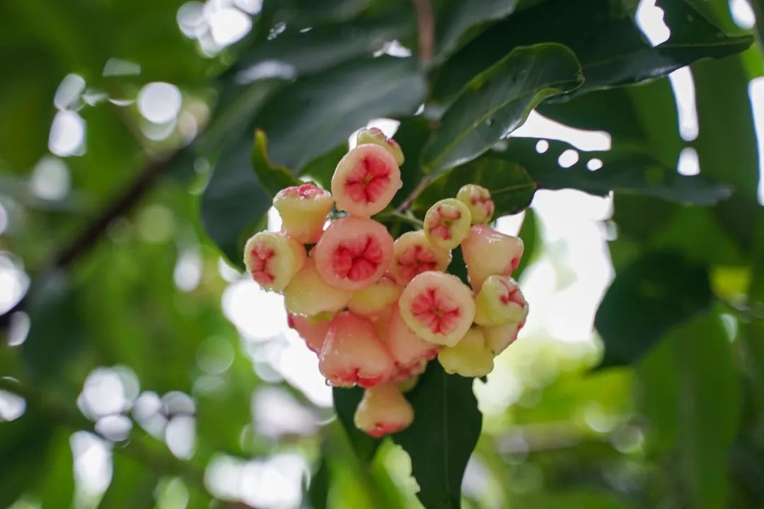 想知道荔园有多少种水果吗？来，了解一下这所“水果大学”！